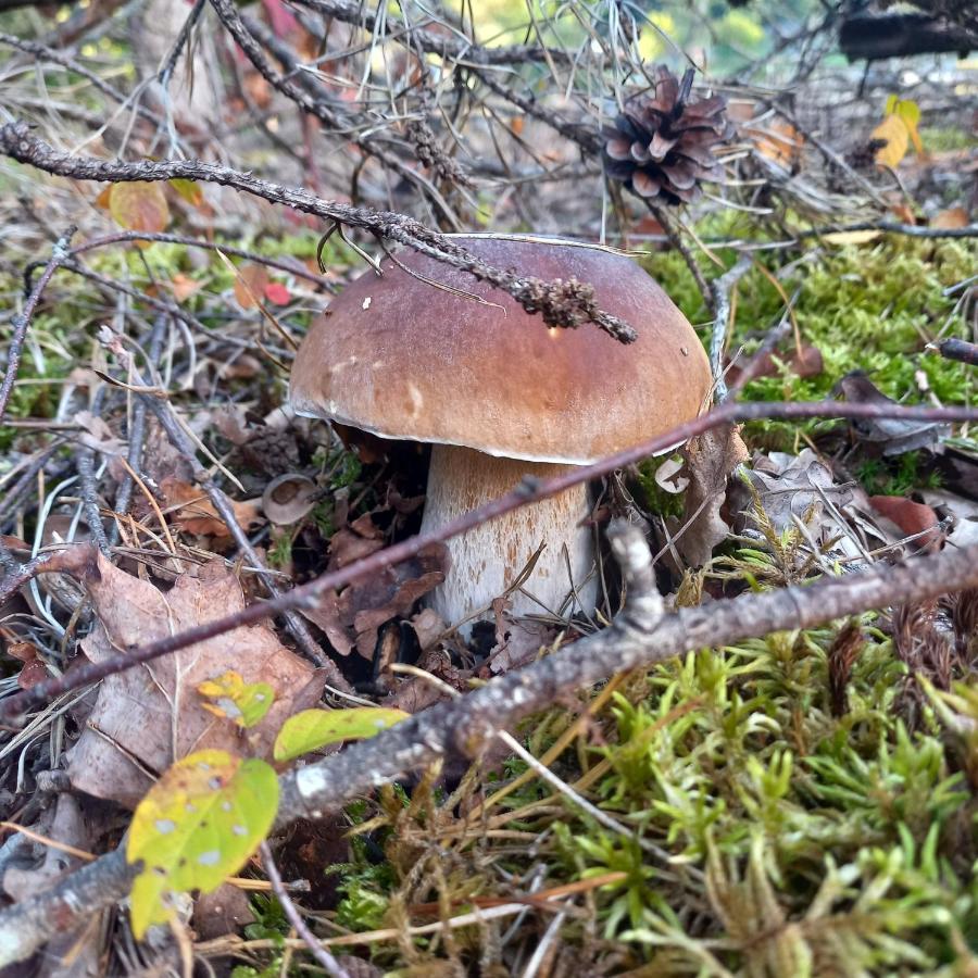 Ma Cabane Au Bord Du Lac Neuvic  Ngoại thất bức ảnh